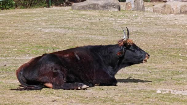Heckboskap Bos Primigeniala Taurus Påstod Sig Likna Utdöda Aurokerna Husdjur — Stockvideo