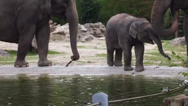 Elefante Asiático Asiático Elephas Maximus Única Espécie Viva Gênero Elephas — Vídeo de Stock