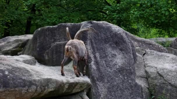 Steinböcke Oder Steinböcke Sitzen Auf Einem Felsen Einem Deutschen Park — Stockvideo