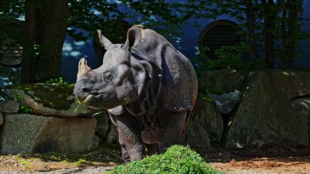 Indische Neushoorn Rhinoceros Unicornis Een Zangvogel Uit Familie Rhinocerotidae Neushoorns — Stockvideo
