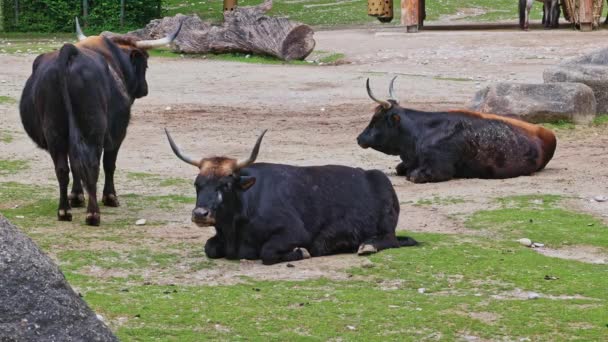 Bovino Heck Bos Primigenius Taurus Afirmó Parecerse Los Auroquios Extintos — Vídeo de stock