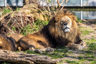 Aslan, Panthera leo, Panthera cinsindeki dört büyük kediden biridir ve Felidae familyasının bir üyesidir..