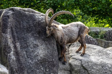Erkek dağ keçisi - Avrupa Alplerinde yaşayan bir kayanın üzerindeki kapra dağ keçisi