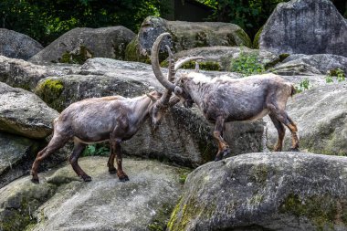 Erkek dağ keçisi - Avrupa Alplerinde yaşayan bir kayanın üzerindeki kapra dağ keçisi
