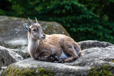 Erkek dağ keçisi - Avrupa Alplerinde yaşayan bir kayanın üzerindeki kapra dağ keçisi
