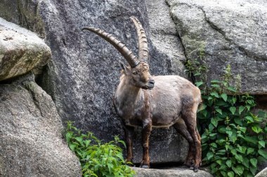 Erkek dağ keçisi - Avrupa Alplerinde yaşayan bir kayanın üzerindeki kapra dağ keçisi