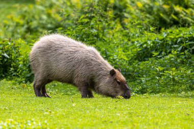 Capybara, Hydrochoerus hydrochaeris Güney Amerika 'da yaşayan bir memelidir. Dünyada yaşayan en büyük kemirgendir..