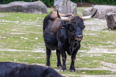 Bos Primigenius Taurus, soyu tükenmiş yaban öküzlerine benzediğini iddia etti. Alman parkında görülen yerli dağ sığırları