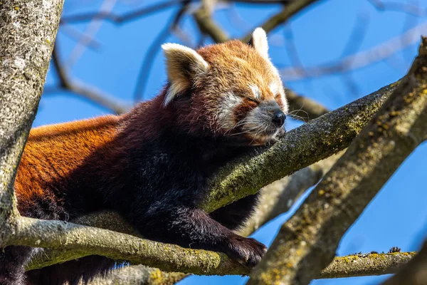 Kırmızı Panda Ailurus Fulgens Daha Küçük Panda Kırmızı Kedi Ayı — Stok fotoğraf