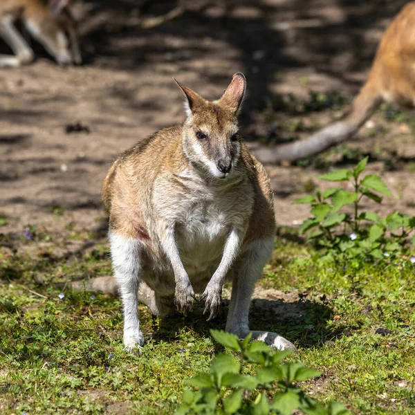 敏捷的袋鼠 Macropus Agilis 也被称为沙质袋鼠 Sandy Wallaby 是一种袋鼠 产于澳大利亚北部和新几内亚 — 图库照片