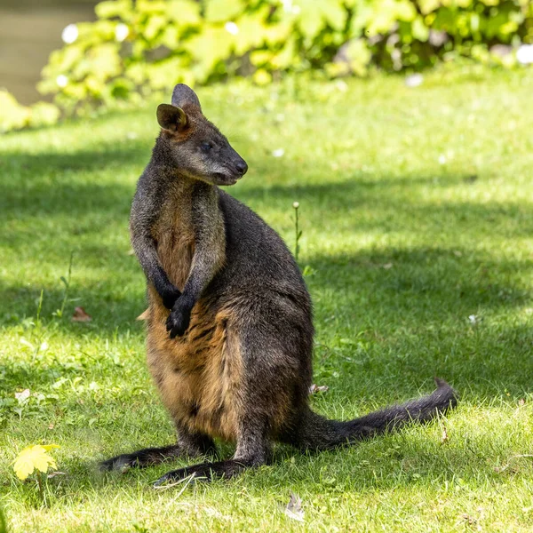 Swamp Wallaby Wallabia Bicolor One Smaller Kangaroos Wallaby Also Commonly — Stock Photo, Image