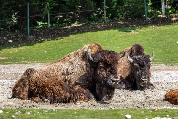 Bisonte Americano Simplemente Bisonte También Conocido Comúnmente Como Búfalo Americano — Foto de Stock