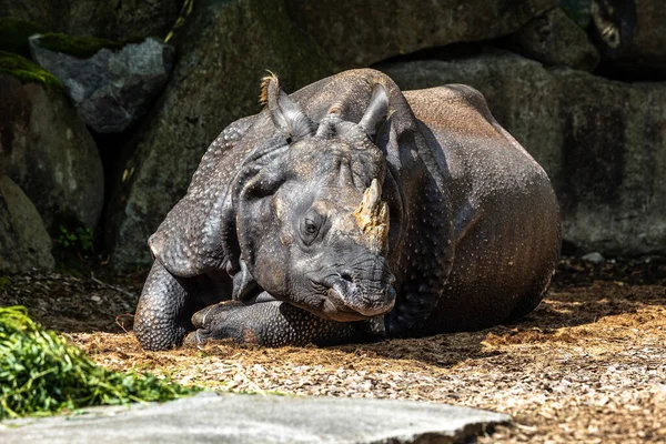 Das Indische Nashorn Rhinoceros Unicornis Wird Auch Großes Einhörnernashorn Und — Stockfoto