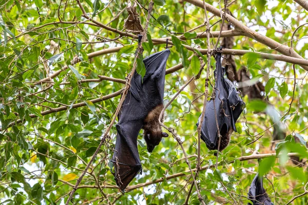 Straw-coloured Fruit Bat - Eidolon helvum, beautiful small mammal from African forests and woodlands, Bwindi, Uganda.