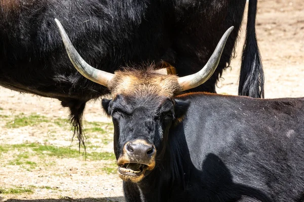 Cholerne Bydło Prymitywny Taurus Bos Twierdził Przypomina Wymarłe Zorza Polarna — Zdjęcie stockowe