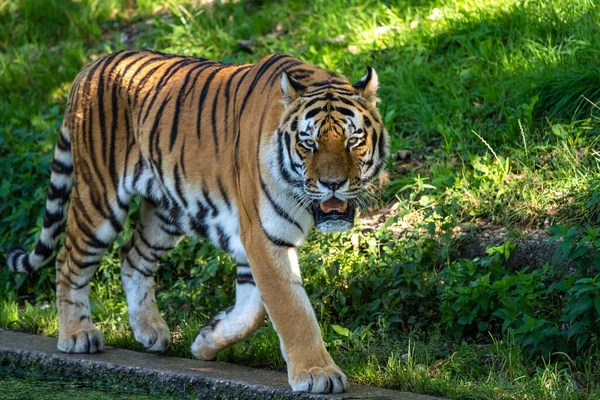 Tigre Siberiano Panthera Tigris Altaica Maior Gato Mundo — Fotografia de Stock