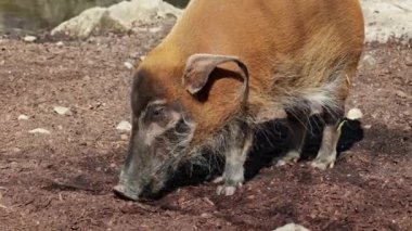 Kızıl nehir domuzu, Potamochoerus porcus, ayrıca çalı domuzu olarak da bilinir. Bu domuzun yer altında yiyecek bulmak için keskin bir koku alma duyusu var..