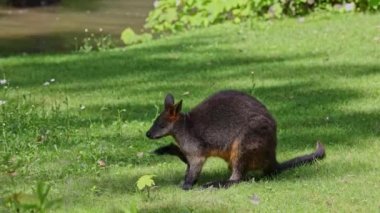 Wallaby bataklığı, Wallabia bicolor, küçük kangurulardan biridir. Bu valabi aynı zamanda siyah valabi olarak da bilinir.