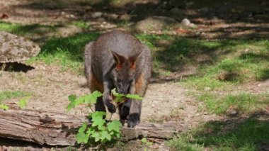 Wallaby bataklığı, Wallabia bicolor, küçük kangurulardan biridir. Bu valabi aynı zamanda siyah valabi olarak da bilinir.