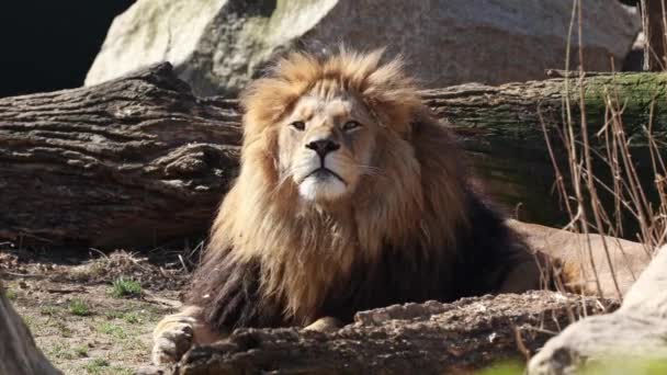 Leul Panthera Leo Este Una Dintre Cele Patru Pisici Mari — Videoclip de stoc