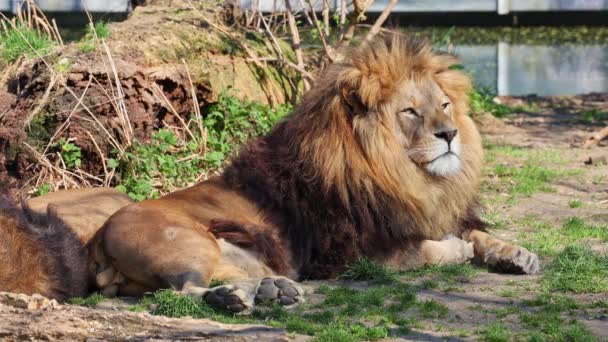 Lew Panthera Leo Jest Jednym Czterech Dużych Kotów Rodzaju Panthera — Wideo stockowe