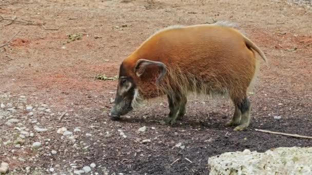 Cerdo Rojo Del Río Potamochoerus Porcus También Conocido Como Cerdo — Vídeos de Stock