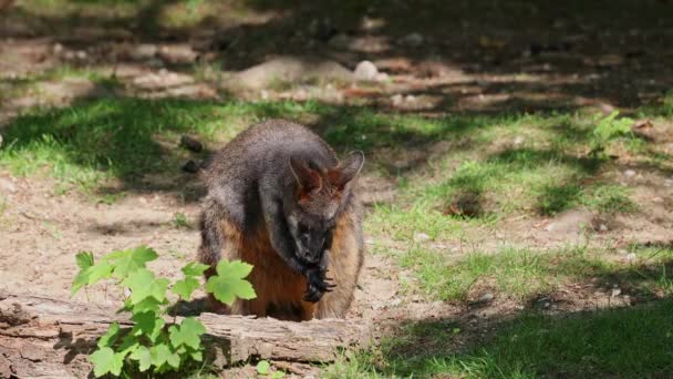 Bagno Wallaby Dwukolorowy Wallabia Jest Jednym Mniejszych Kangurów Ściana Jest — Wideo stockowe