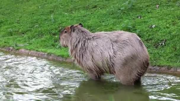 Capibara Hydrochoerus Hydrochaeris Roedor Más Grande Existente Mundo Sus Parientes — Vídeos de Stock