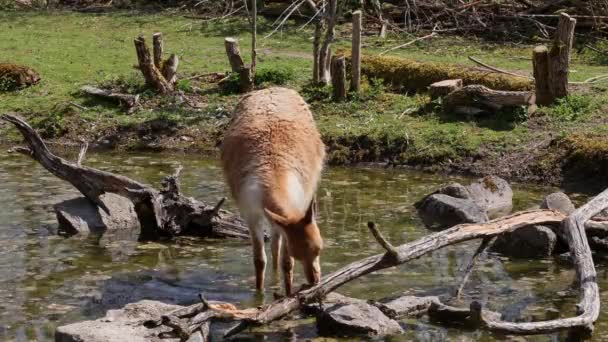 Vicunas Vicugna Vicugna 生活在安第斯山脉高山地区的美洲驼的亲戚 — 图库视频影像