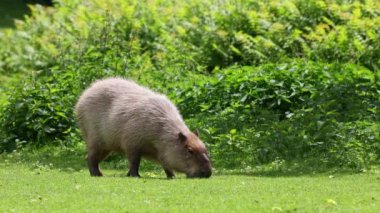 Capybara, Hydrochoerus hydrochaeris dünyadaki en büyük kemirgendir. En yakın akrabaları agouti, çinçilya, coyphillas ve kobaylardır. Güney Amerika 'ya özgü.. 