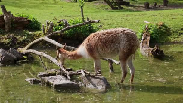 Vicunas Vicugna Vicugna Verwandte Des Lamas Das Den Hochalpinen Gebieten — Stockvideo