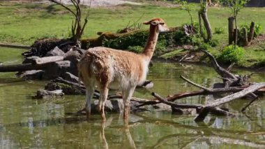 Vicunas, Vicugna Vicugna, And Dağları 'nın yüksek dağlık bölgelerinde yaşayan lama' nın akrabaları.