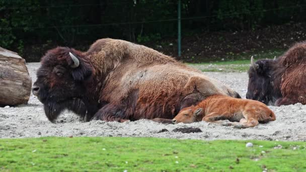 American Bison Simply Bison Also Commonly Known American Buffalo Simply — Stock Video