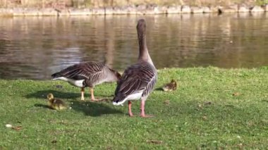 Küçük bebekleri olan gri lag kazları ailesi. Gri-lag kaz, Anser anser, Anatidae familyasından bir kaz türü.