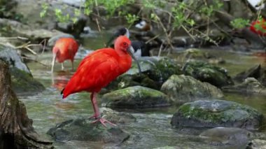 Kızıl aynak, Eudocimus ruber, Threskiornithidae familyasından bir kuş, kabuklu deniz ürünlerinin kırmızımsı renklerine hayran kalmıştır.