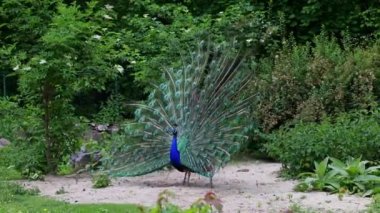 Hint Peafowl veya mavi Peafowl, Büyük ve parlak renkli bir kuş türüdür, Güney Asya 'ya özgü, fakat dünyanın diğer bölgelerinde de tanıtılan bir türdür..