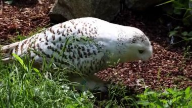 Karlı baykuş, Bubo skandiacus, Strigidae ailesinin kuşu. Sarı gözlü.