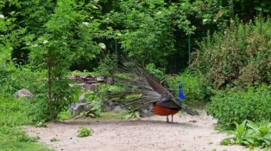 Hint Peafowl veya mavi Peafowl, Büyük ve parlak renkli bir kuş türüdür, Güney Asya 'ya özgü, fakat dünyanın diğer bölgelerinde de tanıtılan bir türdür..