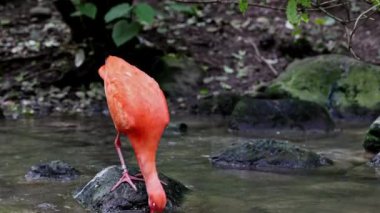 Kızıl aynak, Eudocimus ruber, Threskiornithidae familyasından bir kuş, kabuklu deniz ürünlerinin kırmızımsı renklerine hayran kalmıştır.