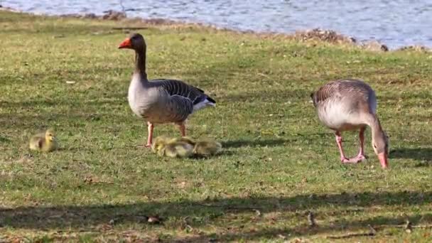 Família Gansos Grisalhos Com Bebés Pequenos Anser Anser Uma Espécie — Vídeo de Stock