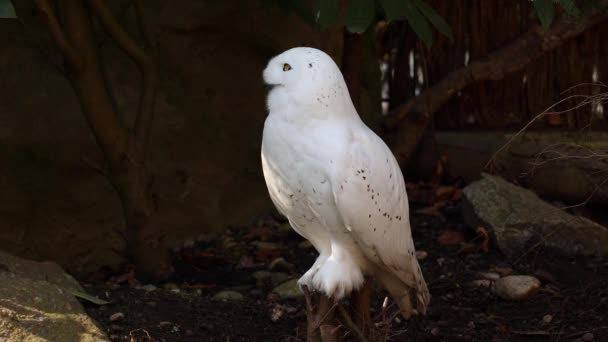 Snowy Owl Bubo Scandiacus Ave Familia Strigidae Con Ojo Amarillo — Vídeo de stock