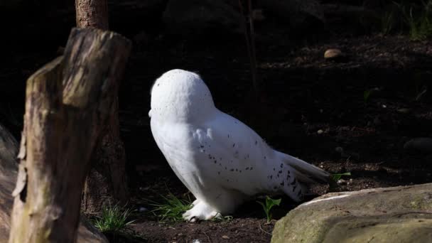 雪白色的猫头鹰 Bubo Scandiacus Strigidae家族的鸟 用黄色的眼睛 — 图库视频影像