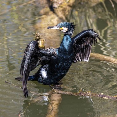 Kuzey yarımküre boyunca büyük siyah karabatak olarak bilinen büyük karabatak, Avustralya 'daki siyah karabatak ve Yeni Zelanda' nın daha güneyindeki siyah karabatak