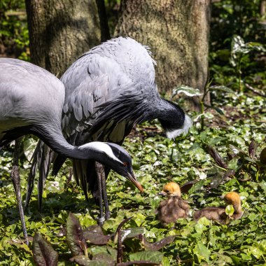 Demokiselle Crane 'in ailesi, Anthropoides Başak' ı gün boyunca açık yeşil bir çayırda yaşıyor. Orta Avrupa 'da bulunan bir turna türüdür.