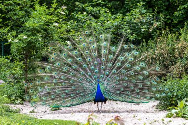 Hint Peafowl veya mavi Peafowl, Büyük ve parlak renkli bir kuş türüdür, Güney Asya 'ya özgü, fakat dünyanın diğer bölgelerinde de tanıtılan bir türdür..