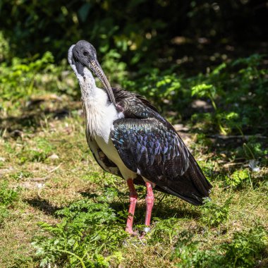 Saman boyunlu Ibis, Threskiornis spinicollis, Threskiornithidae familyasından bir kuş türü..