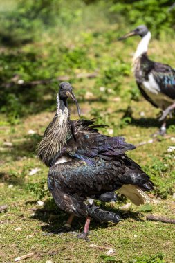 Saman boyunlu Ibis, Threskiornis spinicollis, Threskiornithidae familyasından bir kuş türü..