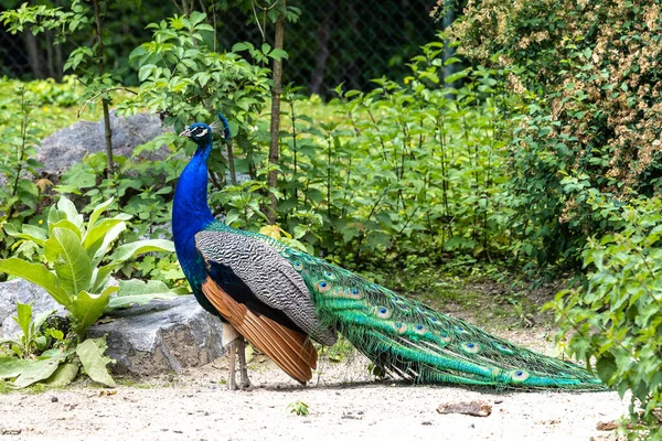 Indian Peafowl Blue Peafowl Pavo Cristatus Large Brightly Coloured Bird — Stock Photo, Image