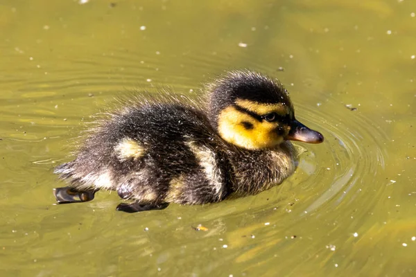 Άγρια Πάπια Mallard Οικογένεια Anas Platyrhynchos Νεαρούς Καλικάντζαρους Μια Λίμνη — Φωτογραφία Αρχείου