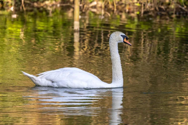 Dwergzwaan Cygnus Olor Een Zwaan Uit Familie Watervogels Anatidae Hier — Stockfoto